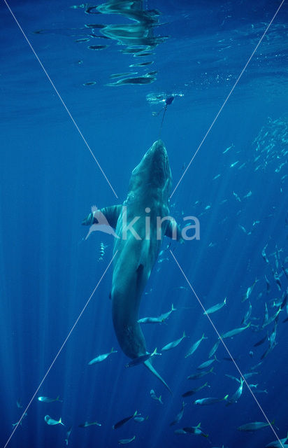 great white shark (Carcharodon carcharias)
