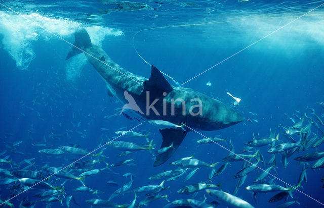 great white shark (Carcharodon carcharias)