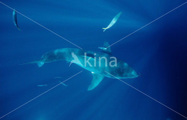 great white shark (Carcharodon carcharias)