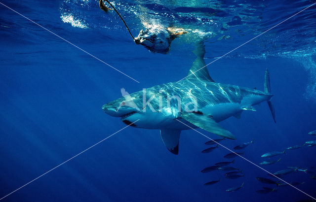 great white shark (Carcharodon carcharias)