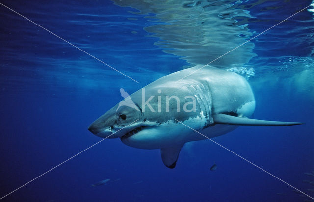 great white shark (Carcharodon carcharias)