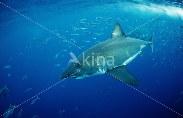 great white shark (Carcharodon carcharias)