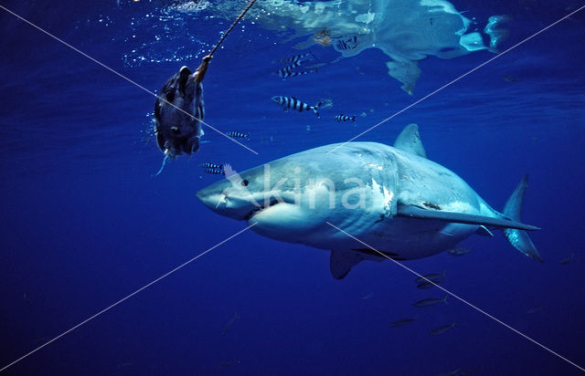 great white shark (Carcharodon carcharias)