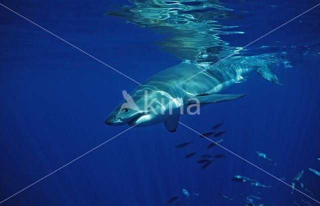 great white shark (Carcharodon carcharias)