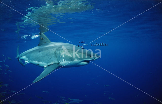 great white shark (Carcharodon carcharias)