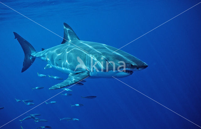 great white shark (Carcharodon carcharias)