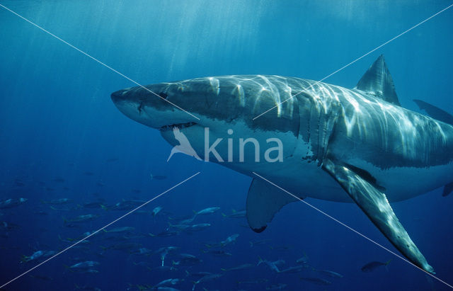 great white shark (Carcharodon carcharias)