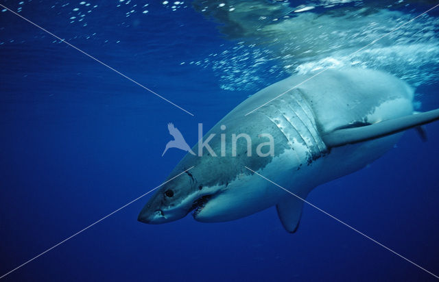 great white shark (Carcharodon carcharias)