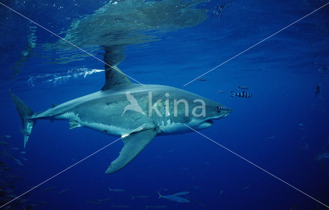 great white shark (Carcharodon carcharias)