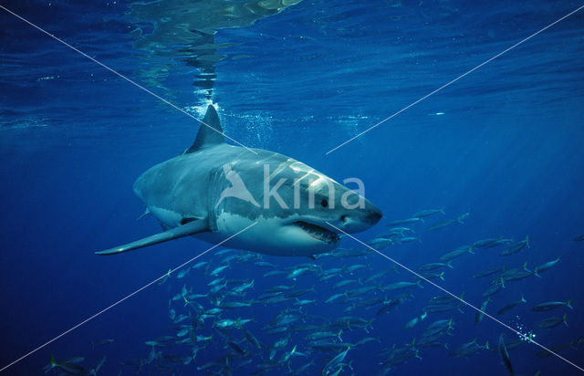 great white shark (Carcharodon carcharias)