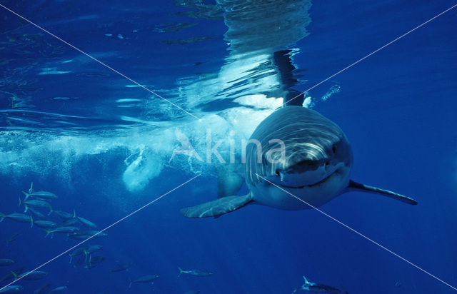 great white shark (Carcharodon carcharias)