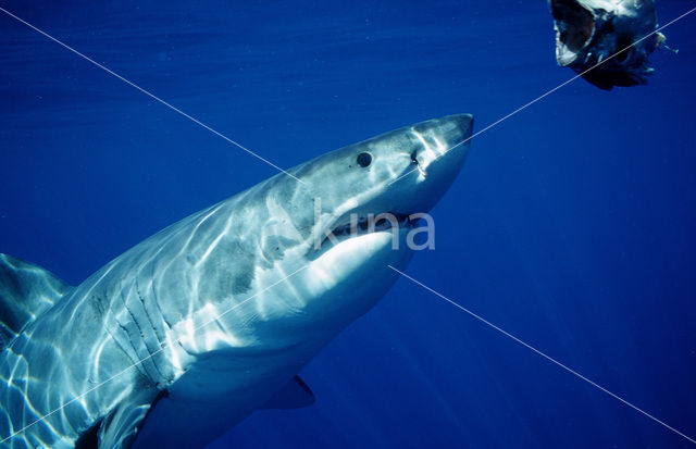 great white shark (Carcharodon carcharias)