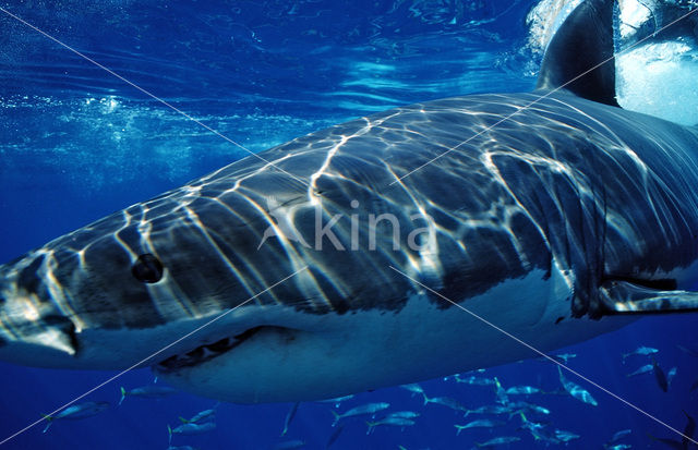 great white shark (Carcharodon carcharias)