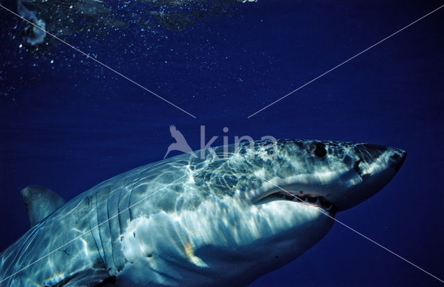 great white shark (Carcharodon carcharias)