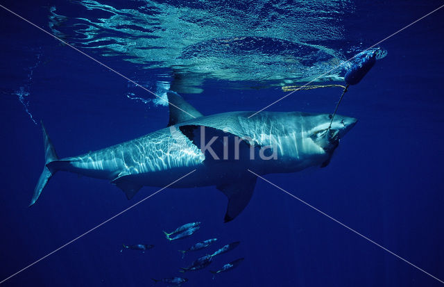 great white shark (Carcharodon carcharias)