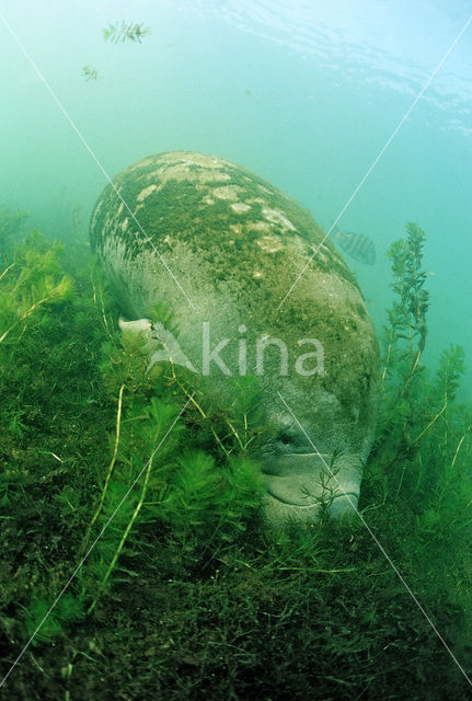 Florida manatee (Trichechus manatus latirostris)