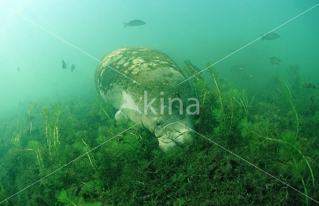 Florida manatee (Trichechus manatus latirostris)