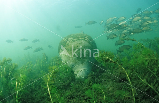 Florida manatee (Trichechus manatus latirostris)