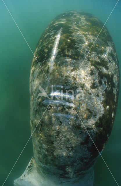 Florida manatee (Trichechus manatus latirostris)