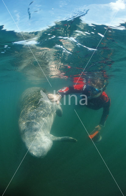 Florida manatee (Trichechus manatus latirostris)