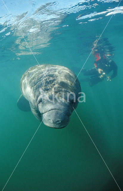 Florida manatee (Trichechus manatus latirostris)