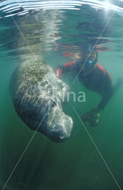 Florida manatee (Trichechus manatus latirostris)