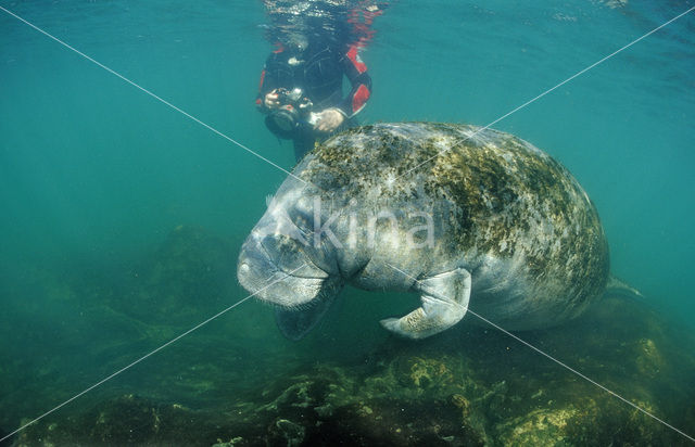 Florida manatee (Trichechus manatus latirostris)