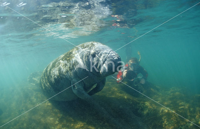 Zeekoe (Trichechus manatus latirostris)