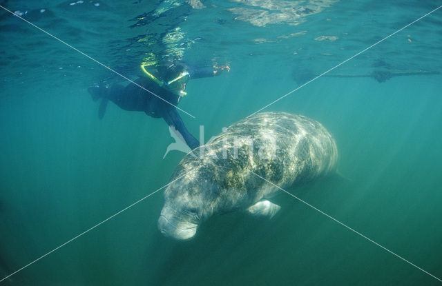 Florida manatee (Trichechus manatus latirostris)