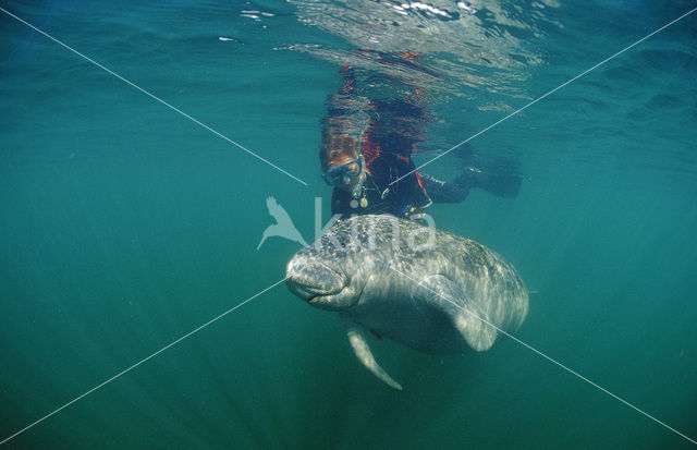 Zeekoe (Trichechus manatus latirostris)