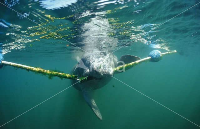 Zeekoe (Trichechus manatus latirostris)