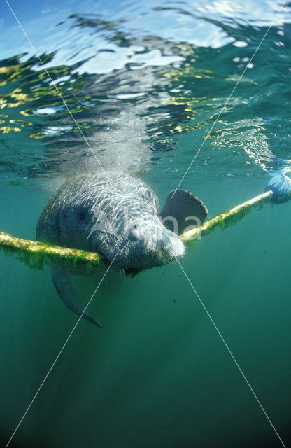 Florida manatee (Trichechus manatus latirostris)