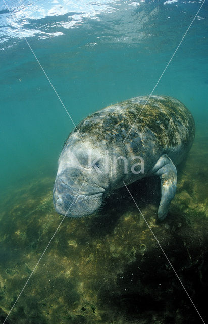 Florida manatee (Trichechus manatus latirostris)