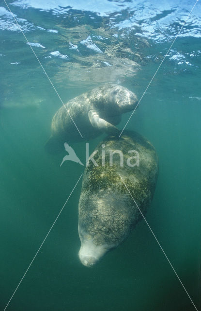 Zeekoe (Trichechus manatus latirostris)