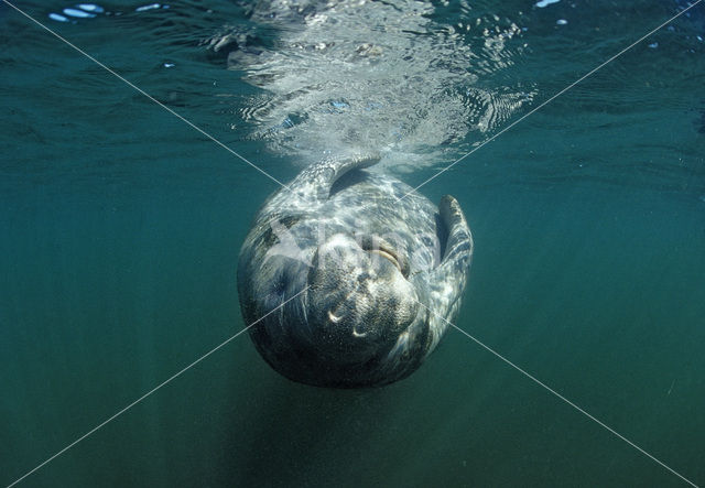 Florida manatee (Trichechus manatus latirostris)