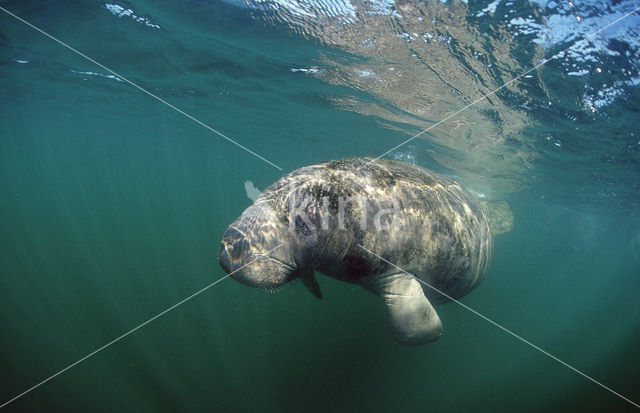 Florida manatee (Trichechus manatus latirostris)