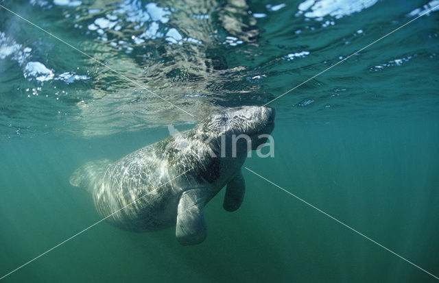 Florida manatee (Trichechus manatus latirostris)