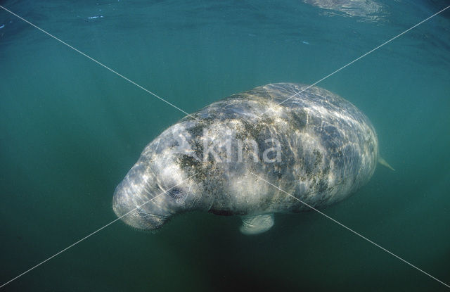 Florida manatee (Trichechus manatus latirostris)