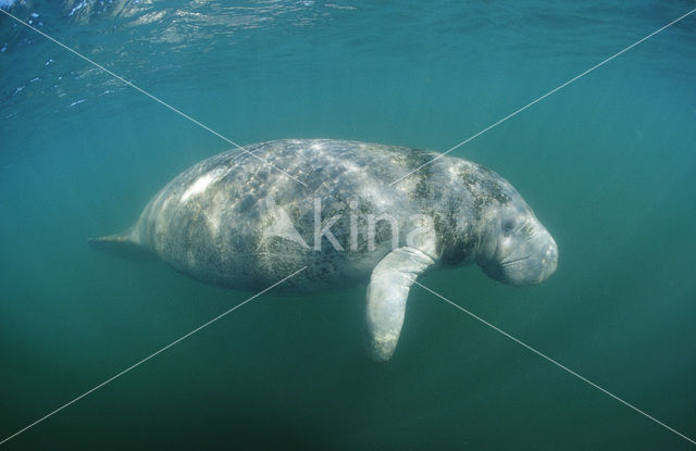 Florida manatee (Trichechus manatus latirostris)