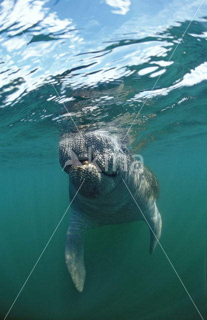 Florida manatee (Trichechus manatus latirostris)