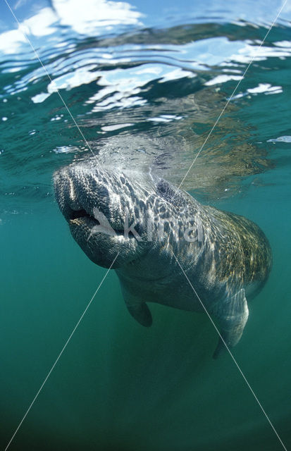 Florida manatee (Trichechus manatus latirostris)