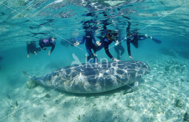 Florida manatee (Trichechus manatus latirostris)