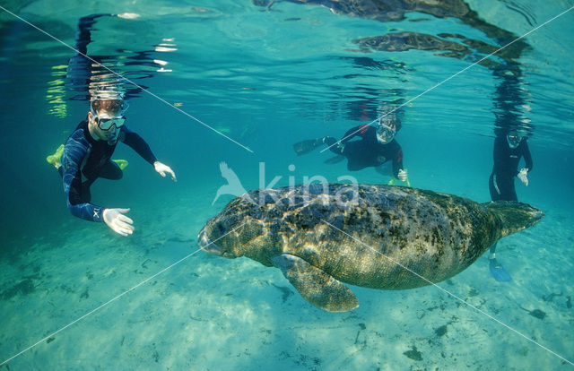 Florida manatee (Trichechus manatus latirostris)