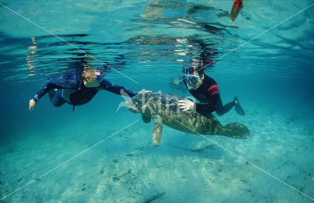 Florida manatee (Trichechus manatus latirostris)