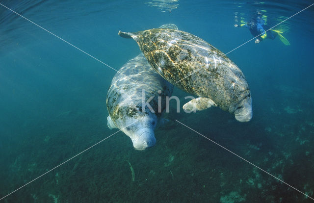 Florida manatee (Trichechus manatus latirostris)