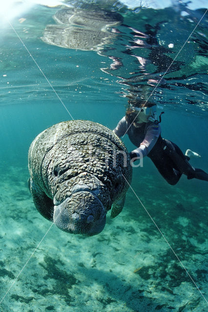 Florida manatee (Trichechus manatus latirostris)