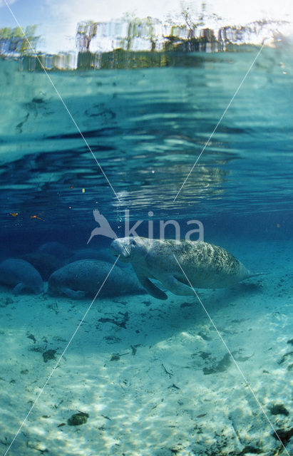 Florida manatee (Trichechus manatus latirostris)