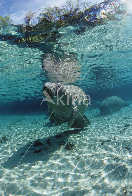 Florida manatee (Trichechus manatus latirostris)