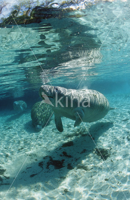 Florida manatee (Trichechus manatus latirostris)