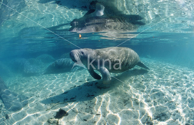 Florida manatee (Trichechus manatus latirostris)